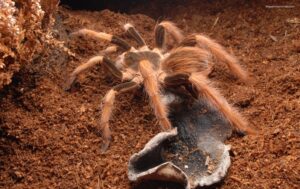 Megaphobema robustum – ptasznik
