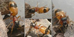 Myrmarachne formicaria – mrówczynka