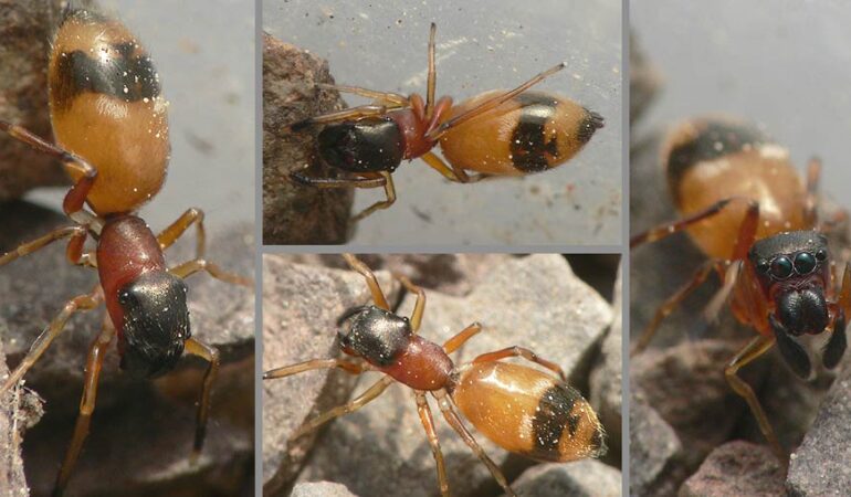 Myrmarachne formicaria – mrówczynka