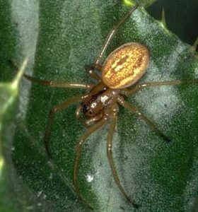 Tetragnathidae
