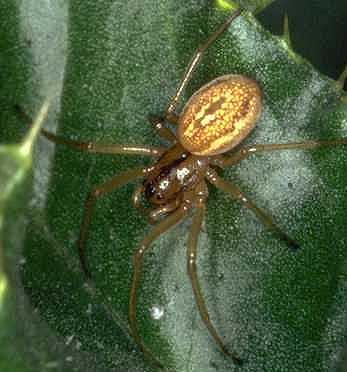 Tetragnathidae