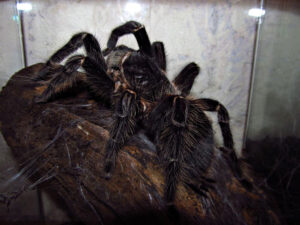 Lasiodora parahybana – ptasznik
