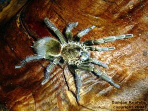 Paraphysa scrofa – ptasznik