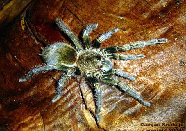 Paraphysa scrofa – ptasznik