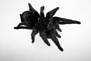 Grammostola pulchra – ptasznik