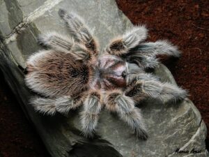 Grammostola rosea – ptasznik