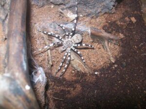 Viridasius fasciatus