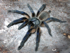 Monocentropus balfouri – ptasznik