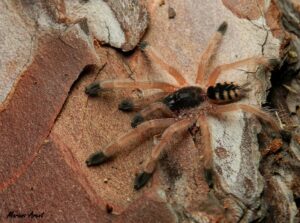 Tapinauchenius gigas – ptasznik