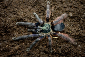 Tapinauchenius violaceus – ptasznik