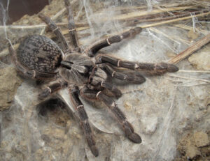 Ceratogyrus darlingi – ptasznik