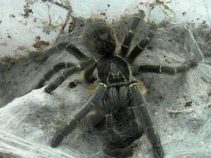 Ceratogyrus meridionalis – ptasznik