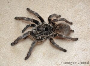 Ceratogyrus marshalli – ptasznik