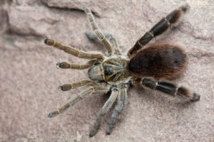 Eucratoscelus pachypus – ptasznik