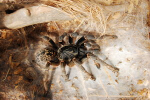Pterinochilus chordatus – ptasznik