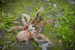 Pterinochilus murinus – ptasznik