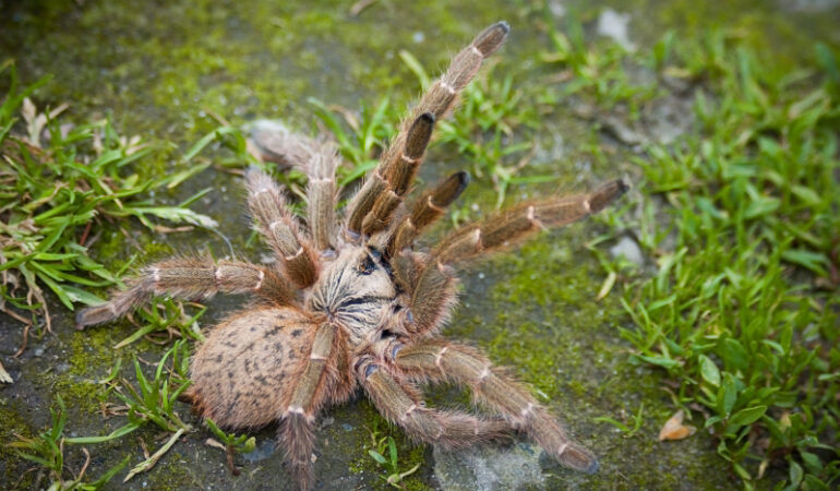 Pterinochilus murinus – ptasznik