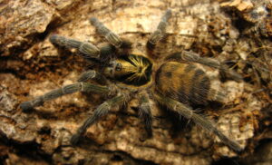 Neoholothele incei – ptasznik