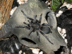 Chaetopelma olivaceum – ptasznik