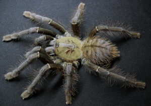 Cyriopagopus schioedtei – ptasznik