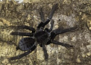 Cyriopagopus sp. Sulawesi Black – ptasznik