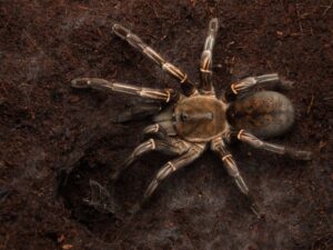 Haplopelma albostriatum – ptasznik