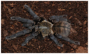 Haplopelma hainanum – ptasznik