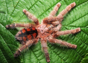 Avicularia minatrix – ptasznik