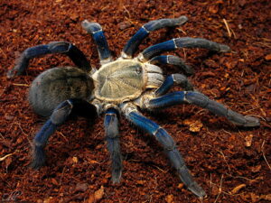 Haplopelma lividum – ptasznik
