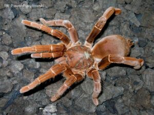 Pelinobius muticus – ptasznik