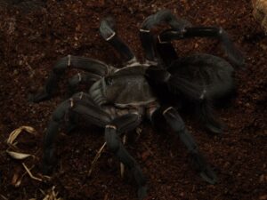 Haplopelma longipes – ptasznik