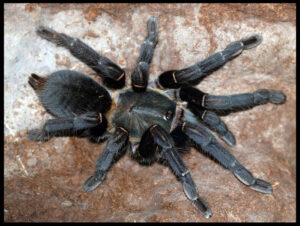 Haplopelma minax – ptasznik