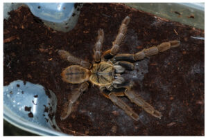 Haplopelma schmidti – ptasznik