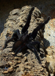 Lampropelma nigerrimum – ptasznik