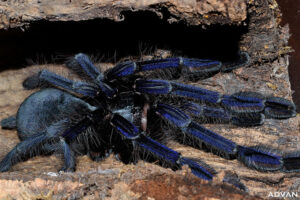 Lampropelma violaceopes – ptasznik