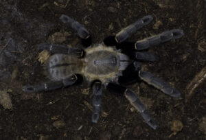 Ornithoctonus aureotibialis – ptasznik