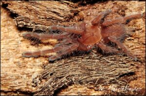 Chilobrachys fimbriatus – ptasznik