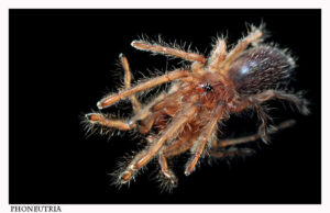 Chilobrachys huahini – ptasznik