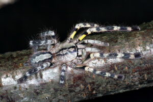 Poecilotheria fasciata – ptasznik