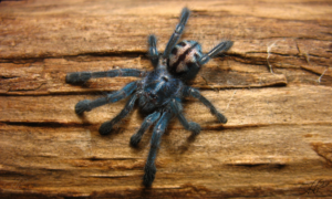 Caribena laeta – ptasznik