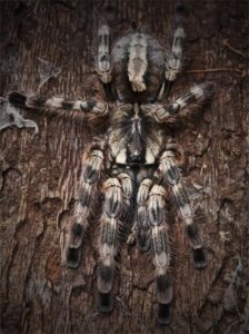 Poecilotheria formosa – ptasznik