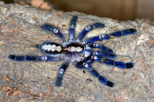 Poecilotheria metallica – ptasznik