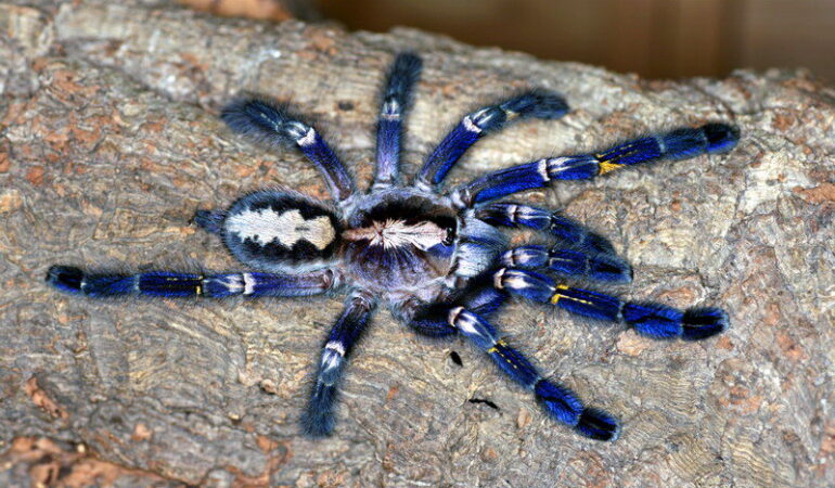 Poecilotheria metallica – ptasznik