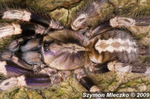 Poecilotheria miranda – ptasznik