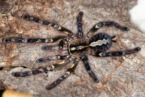 Poecilotheria ornata – ptasznik
