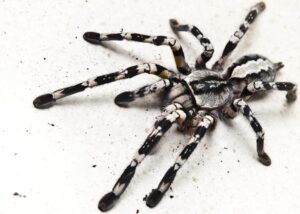 Poecilotheria regalis – ptasznik