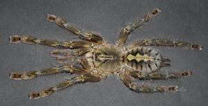 Poecilotheria rufilata