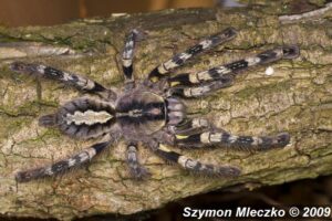Poecilotheria striata – ptasznik