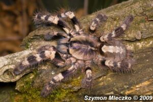 Poecilotheria tigrinawesseli – ptasznik