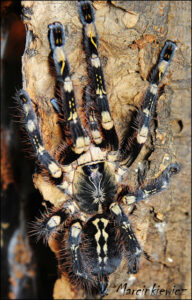 Poecilotheria subfusca – ptasznik